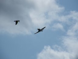 Flugtage